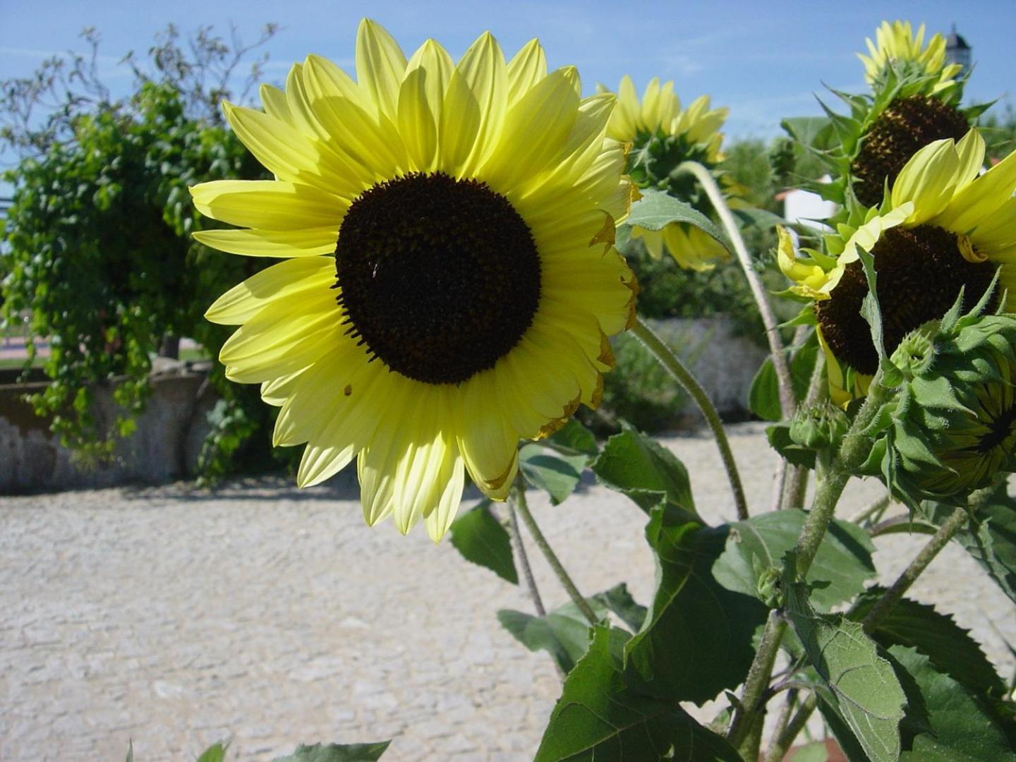 Quinta Da Abrunheira Daire Vimieiro  Dış mekan fotoğraf